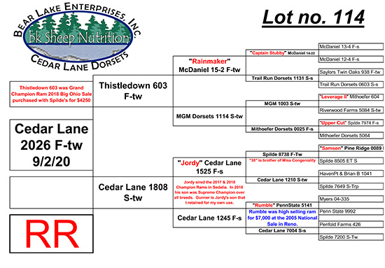 Cedar Lane Dorsets