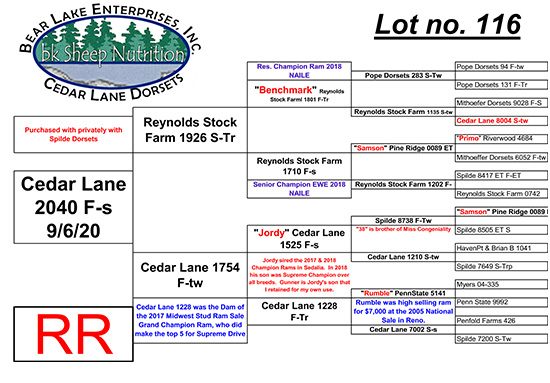Cedar Lane Dorsets