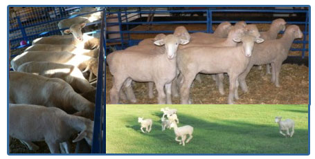 Cedar Lane Dorsets